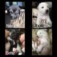 Alaskan Husky Puppies for sale in Cameron, NC 28326, USA. price: NA