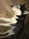 Alaskan Husky Puppies for sale in Villa Rica, GA 30180, USA. price: NA