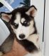 Alaskan Husky Puppies for sale in Miami, FL, USA. price: $350