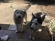Alaskan Husky Puppies for sale in Fresno, CA, USA. price: NA
