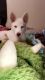 Alaskan Husky Puppies for sale in Corpus Christi, TX, USA. price: NA