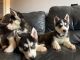 Alaskan Husky Puppies for sale in 4655 Chambers St, Riverside, CA 92503, USA. price: NA