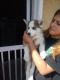 Alaskan Husky Puppies for sale in 9140 Greenleaf Ave, Whittier, CA 90602, USA. price: NA
