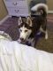 Alaskan Husky Puppies for sale in Mesa, AZ, USA. price: NA
