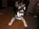 Alaskan Husky Puppies for sale in Marysville, OH 43040, USA. price: NA