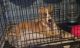 Alaskan Husky Puppies for sale in 374 E H St, Chula Vista, CA 91910, USA. price: NA