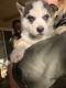 Alaskan Husky Puppies for sale in Coarsegold, CA 93614, USA. price: $400
