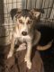 Alaskan Husky Puppies for sale in Katy, TX, USA. price: NA