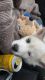 Alaskan Husky Puppies for sale in Meridian, ID, USA. price: $800