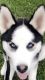 Alaskan Husky Puppies for sale in Woodlake, CA 93286, USA. price: NA