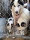 Alaskan Husky Puppies for sale in Tampa, FL, USA. price: NA