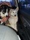 Alaskan Husky Puppies for sale in Wanamaker, IN 46239, USA. price: NA
