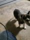 Alaskan Husky Puppies for sale in Balch Springs, TX, USA. price: $50