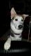 Alaskan Husky Puppies for sale in New Franklin, OH, USA. price: NA