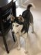 Alaskan Husky Puppies for sale in Arlington, TX, USA. price: NA