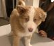 Alaskan Husky Puppies for sale in Gresham, OR, USA. price: NA
