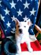 Alaskan Husky Puppies for sale in Albion, MI 49224, USA. price: $400