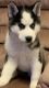 Alaskan Husky Puppies for sale in Greeley, CO, USA. price: $600