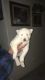 Alaskan Husky Puppies for sale in Jerome, ID 83338, USA. price: NA