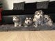 Alaskan Husky Puppies for sale in Phoenix, AZ 85022, USA. price: $300