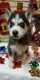 Alaskan Husky Puppies for sale in Keytesville, MO 65261, USA. price: $250