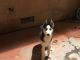 Alaskan Husky Puppies for sale in Panorama City, Los Angeles, CA, USA. price: NA