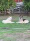 Alaskan Husky Puppies for sale in El Cajon, CA 92020, USA. price: NA