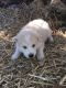 Alaskan Husky Puppies for sale in Monett, MO, USA. price: $300
