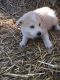 Alaskan Husky Puppies for sale in Monett, MO, USA. price: NA