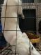 Alaskan Husky Puppies for sale in 421 Chambers Way, Aurora, CO 80011, USA. price: NA