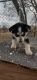 Alaskan Husky Puppies for sale in Carthage, MO 64836, USA. price: NA