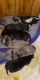 Alaskan Husky Puppies for sale in Roswell, NM, USA. price: $100