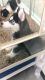 Alaskan Husky Puppies for sale in 8370 Rockridge Dr, Jacksonville, FL 32244, USA. price: NA