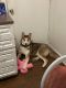 Alaskan Husky Puppies for sale in Baltimore, MD, USA. price: $1,400
