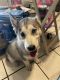 Alaskan Husky Puppies for sale in South Houston, TX, USA. price: NA