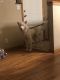 Alaskan Husky Puppies for sale in Brooklyn Center, MN, USA. price: $800