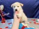 Alaskan Husky Puppies for sale in Punta Gorda, FL 33982, USA. price: NA