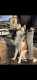 Alaskan Husky Puppies for sale in The Bronx, NY, USA. price: NA