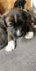 Alaskan Husky Puppies for sale in 6223 Allerton St, Houston, TX 77084, USA. price: NA
