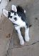 Alaskan Husky Puppies for sale in Lubbock, TX 79416, USA. price: NA
