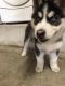 Alaskan Husky Puppies for sale in 8125 Lakeport Rd, San Diego, CA 92126, USA. price: NA