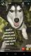 Alaskan Husky Puppies for sale in Henryetta, OK 74437, USA. price: $100