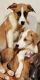 Alaskan Husky Puppies for sale in Pomona, CA, USA. price: NA