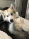 Alaskan Husky Puppies for sale in Selma, TX 78154, USA. price: NA