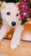 Alaskan Husky Puppies for sale in San Antonio, TX, USA. price: $80