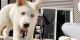 Alaskan Husky Puppies for sale in Milford, CT, USA. price: $2,399