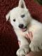 Alaskan Husky Puppies for sale in Lubbock, TX, USA. price: NA