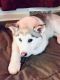 Alaskan Husky Puppies for sale in Kentwood, MI, USA. price: NA