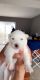 Alaskan Husky Puppies for sale in Bakersfield, CA, USA. price: NA