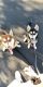 Alaskan Husky Puppies for sale in Folsom, CA, USA. price: $1,000